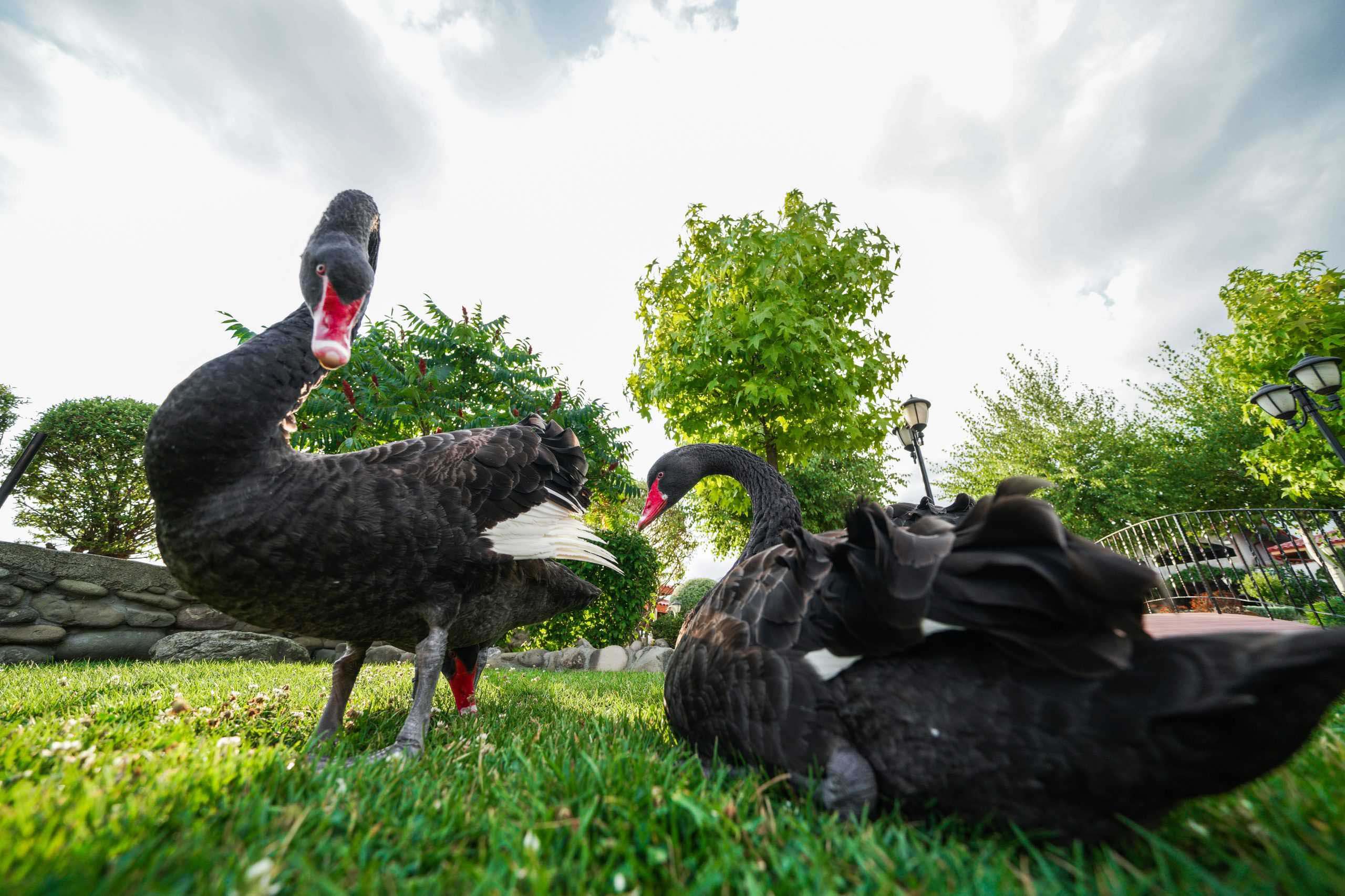 Дамасцена - снимка 4