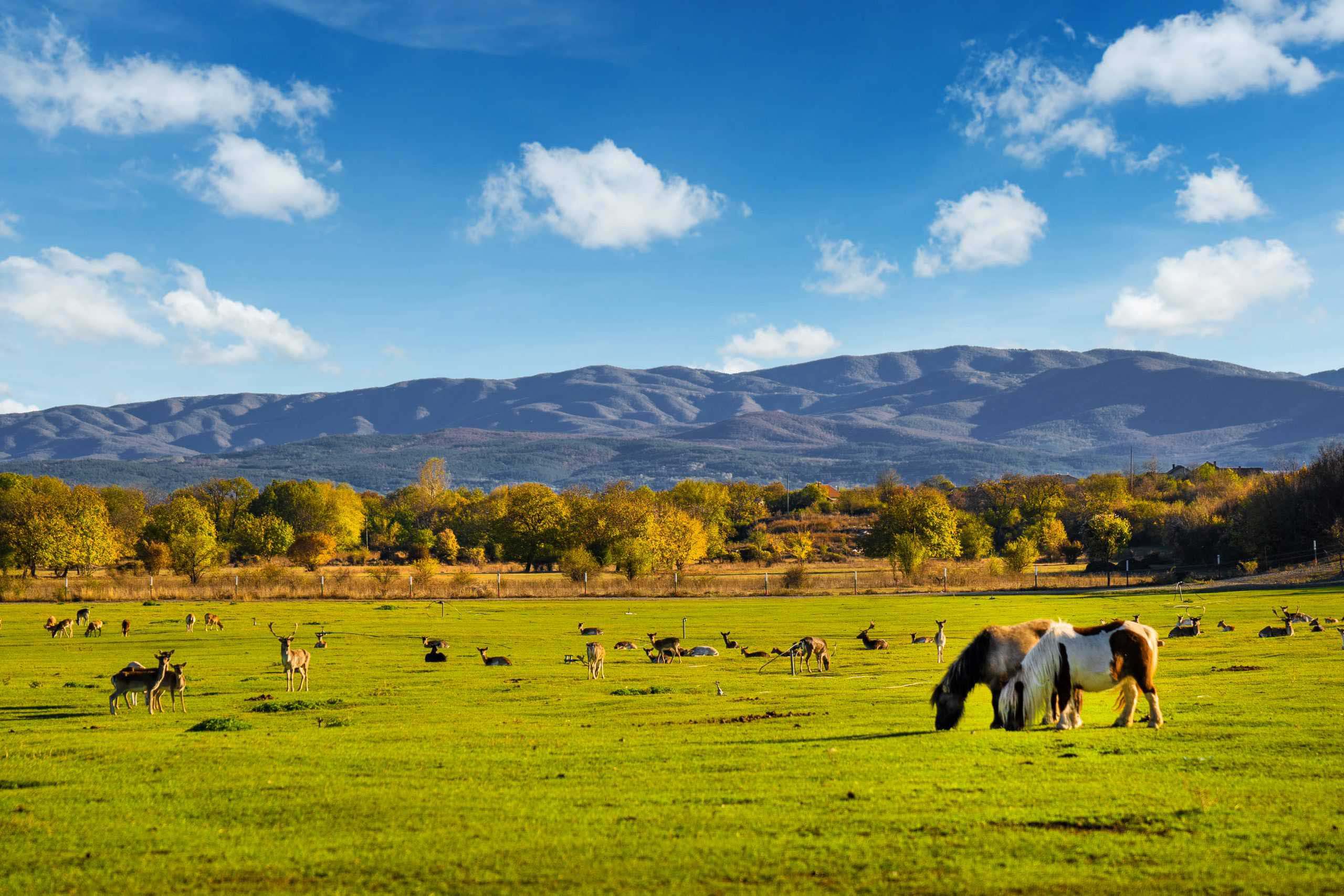 Дамасцена - снимка 6